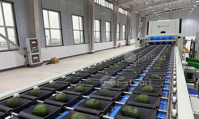 fruit optical sorting machine.jpg